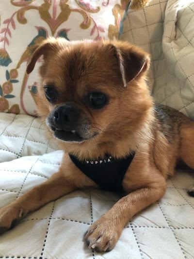 Enlarge Murphy, a ADOPTABLE mixed breed in Williamsburg, VA image 2/6
