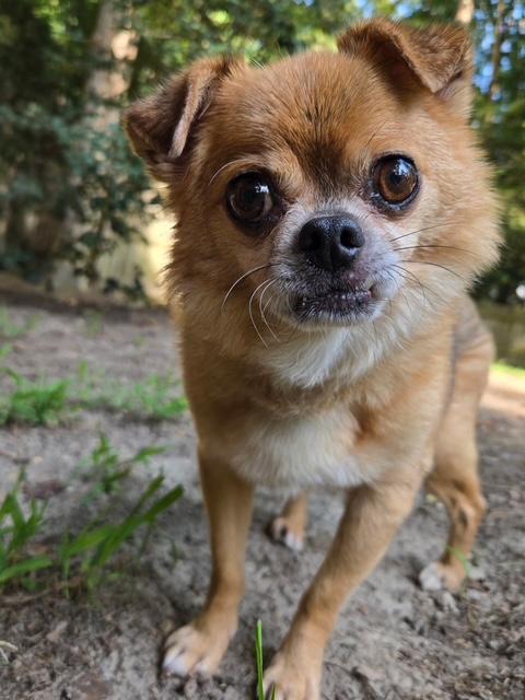 Murphy, ADOPTABLE, Senior Male Chihuahua & Pug.