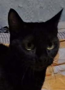 The Morrigan, Adoptable, Adult Female Domestic Short Hair.