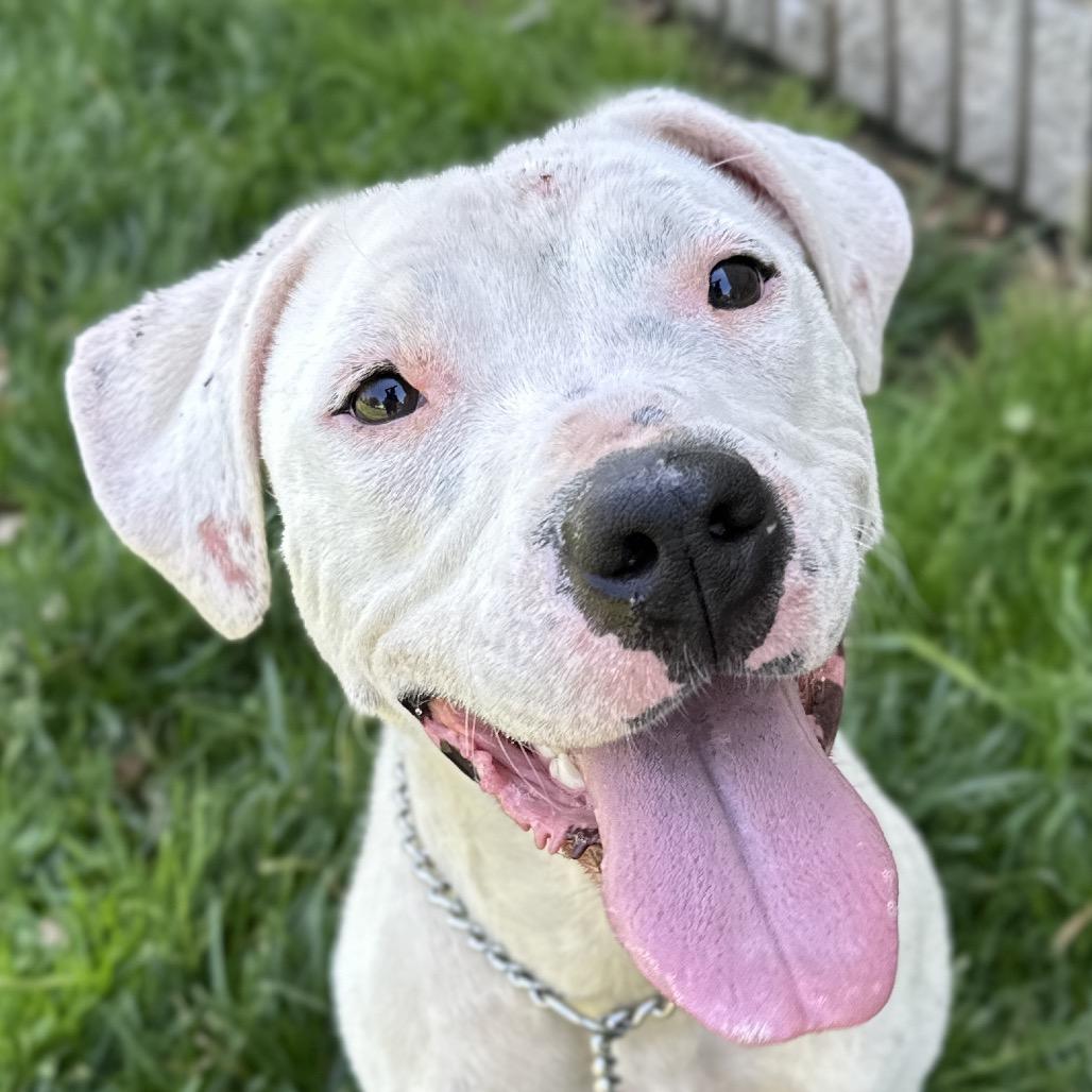 Enlarge Aurora, a ADOPTABLE Pit Bull Terrier in Dublin, CA image 3/6