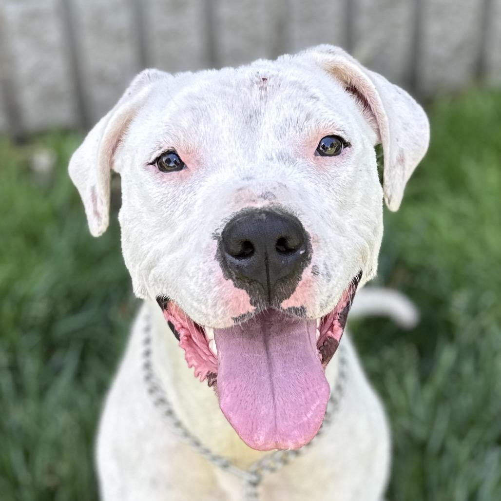 Enlarge Aurora, a ADOPTABLE Pit Bull Terrier in Dublin, CA image 5/6