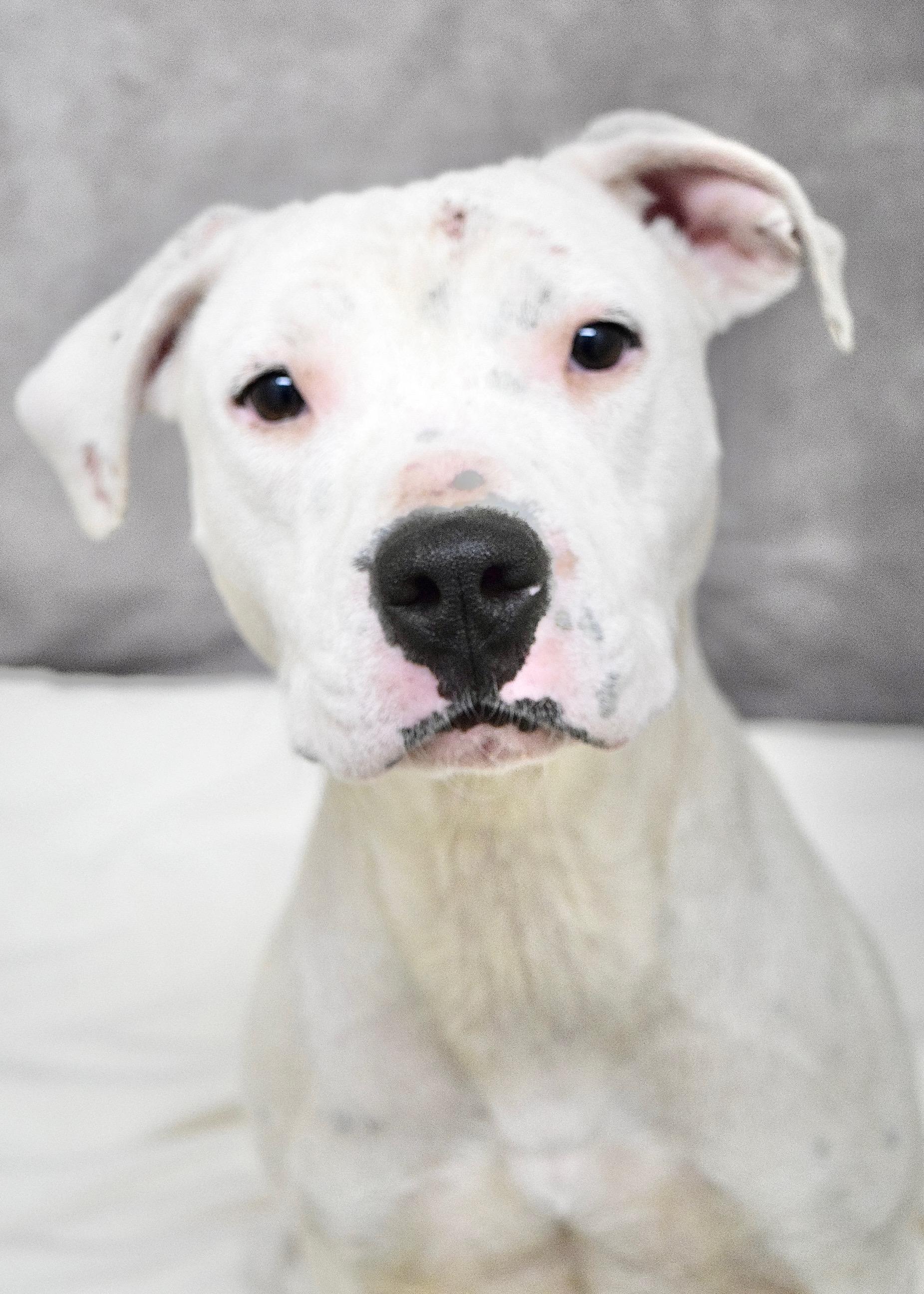 Enlarge Aurora, a ADOPTABLE Pit Bull Terrier in Dublin, CA image 2/6