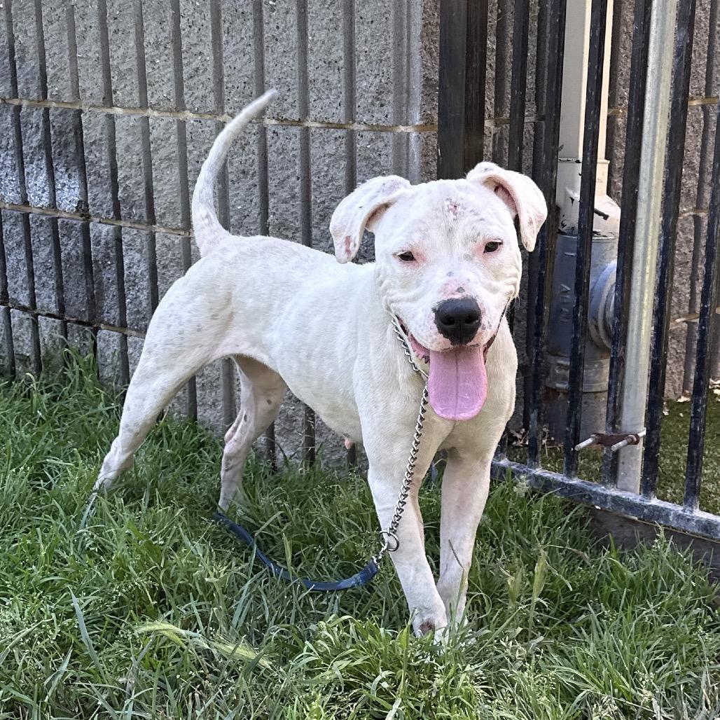 Enlarge Aurora, a ADOPTABLE Pit Bull Terrier in Dublin, CA image 6/6