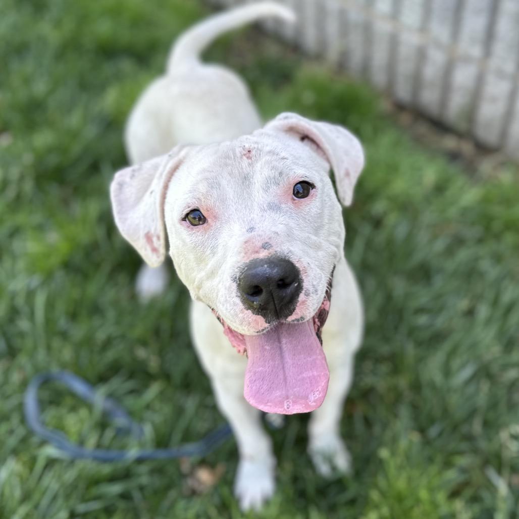 Enlarge Aurora, a ADOPTABLE Pit Bull Terrier in Dublin, CA image 4/6