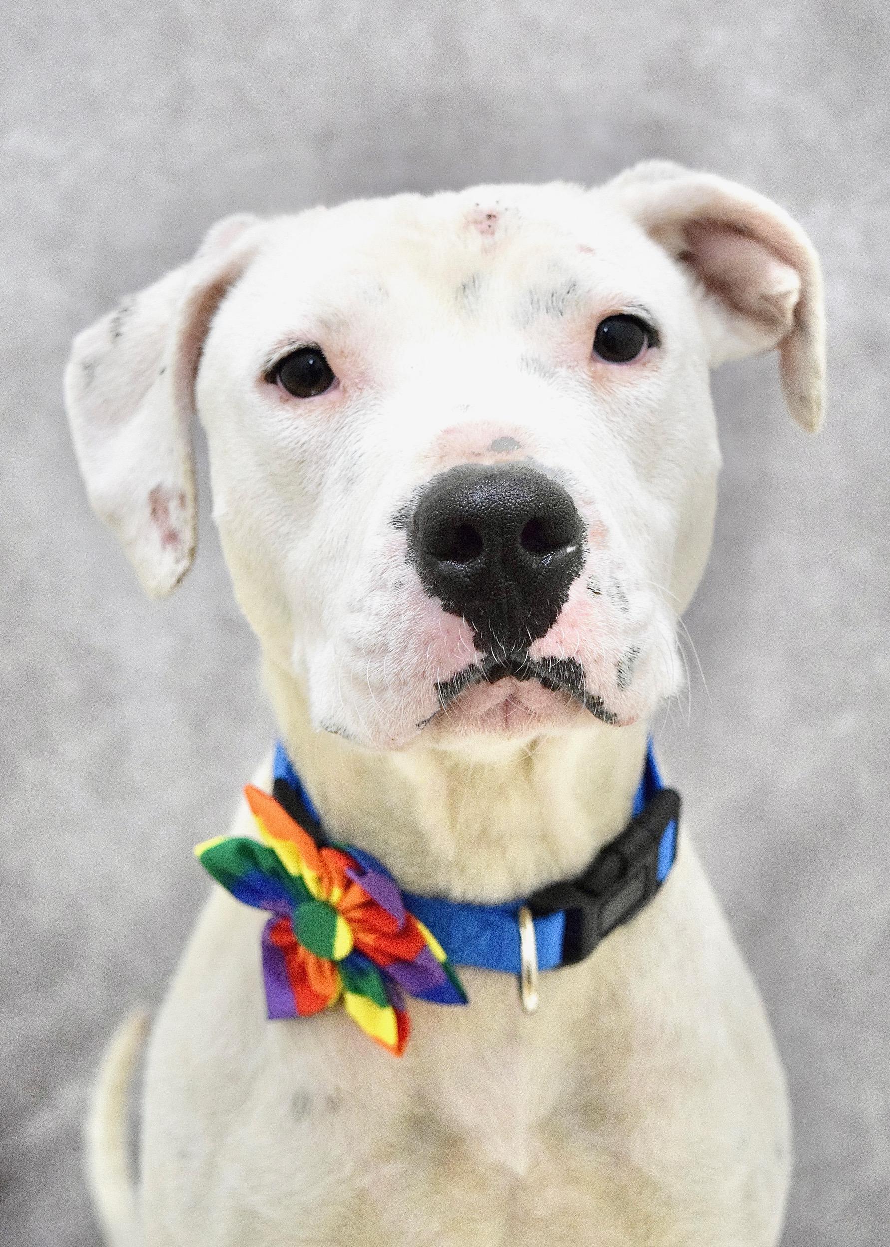 Enlarge Aurora, a ADOPTABLE Pit Bull Terrier in Dublin, CA image 1/6