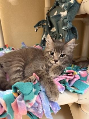Stitch, Adoptable, Kitten Male Domestic Medium Hair & Domestic Short Hair.