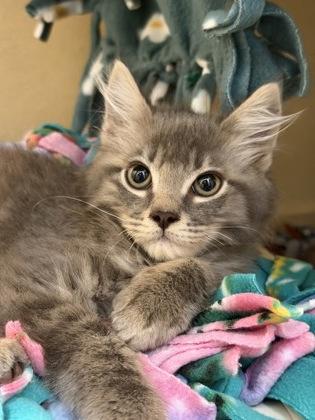 Stitch, a Adoptable mixed breed in Pleasanton, CA image 2/3