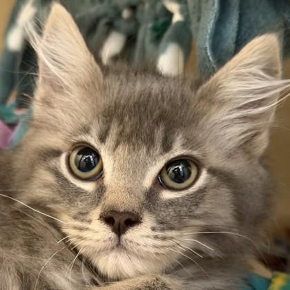 Stitch, a Adoptable mixed breed in Pleasanton, CA image 3/3