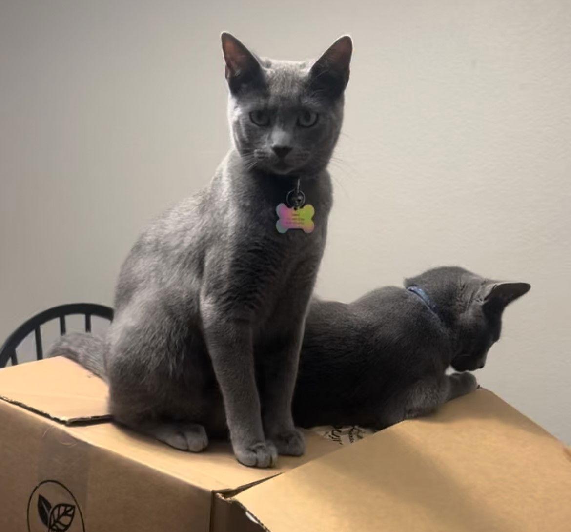 Enlarge Waffles, a Adoptable Domestic Short Hair in San Jose, CA image 1/3