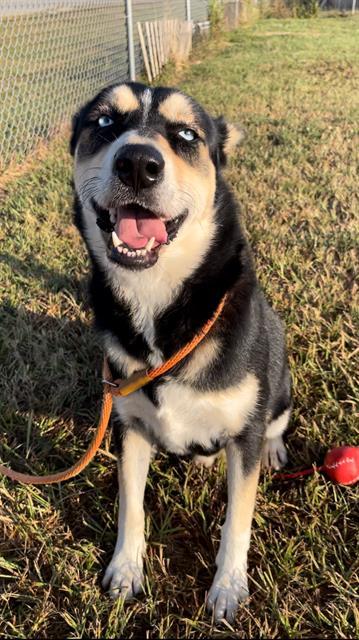 JAXX, Adoptable, Young Male Husky & Mixed Breed.