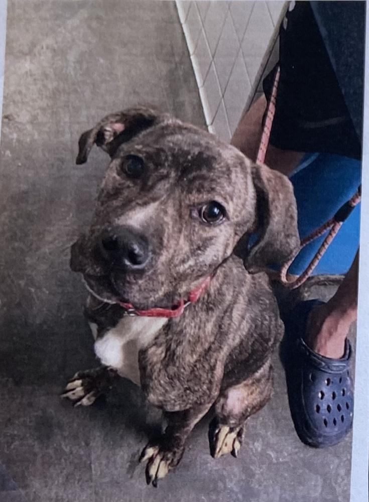 Enlarge Rye +, a Adoptable Plott Hound in Fort Madison, IA image 1/1