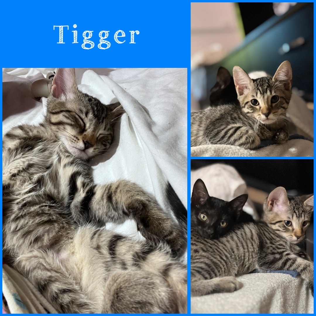 Enlarge Tigger, a Adoptable Domestic Short Hair in El cerrito, CA image 1/1