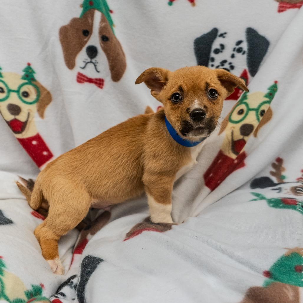 Pete, Adoptable, Puppy Male Cardigan Welsh Corgi & Mixed Breed.