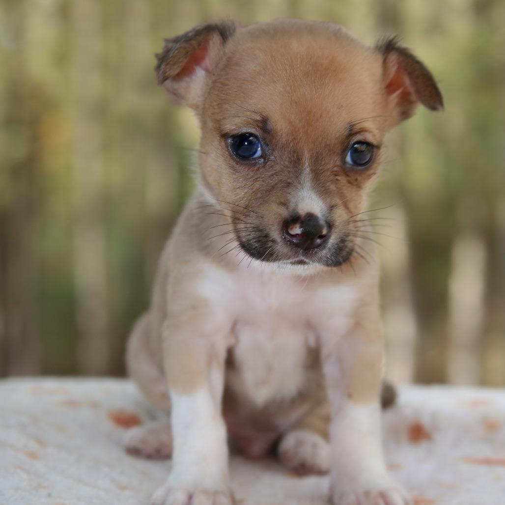 Enlarge Pete, a Adoptable mixed breed in Pawling, NY image 2/6