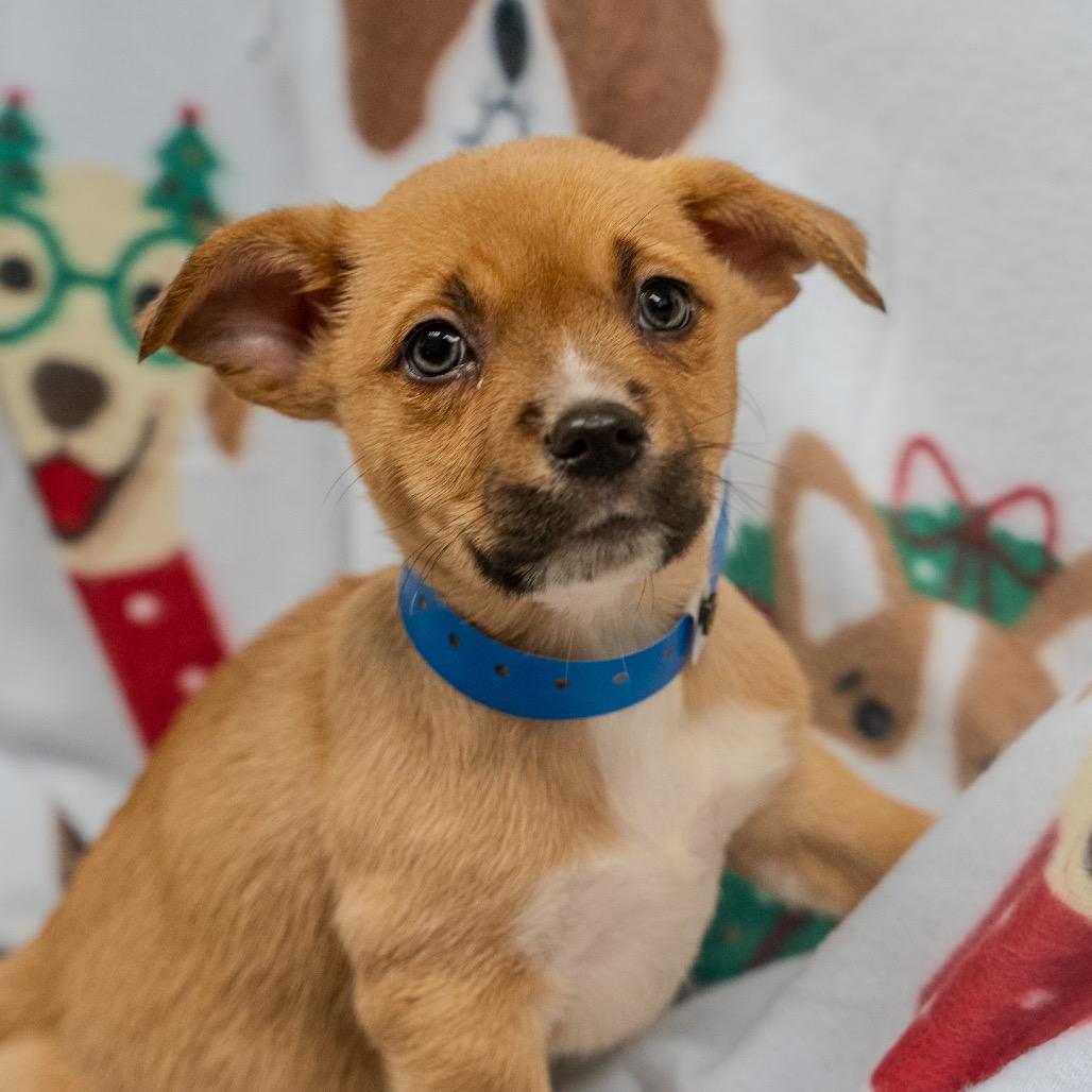 Enlarge Pete, a Adoptable mixed breed in Pawling, NY image 3/6