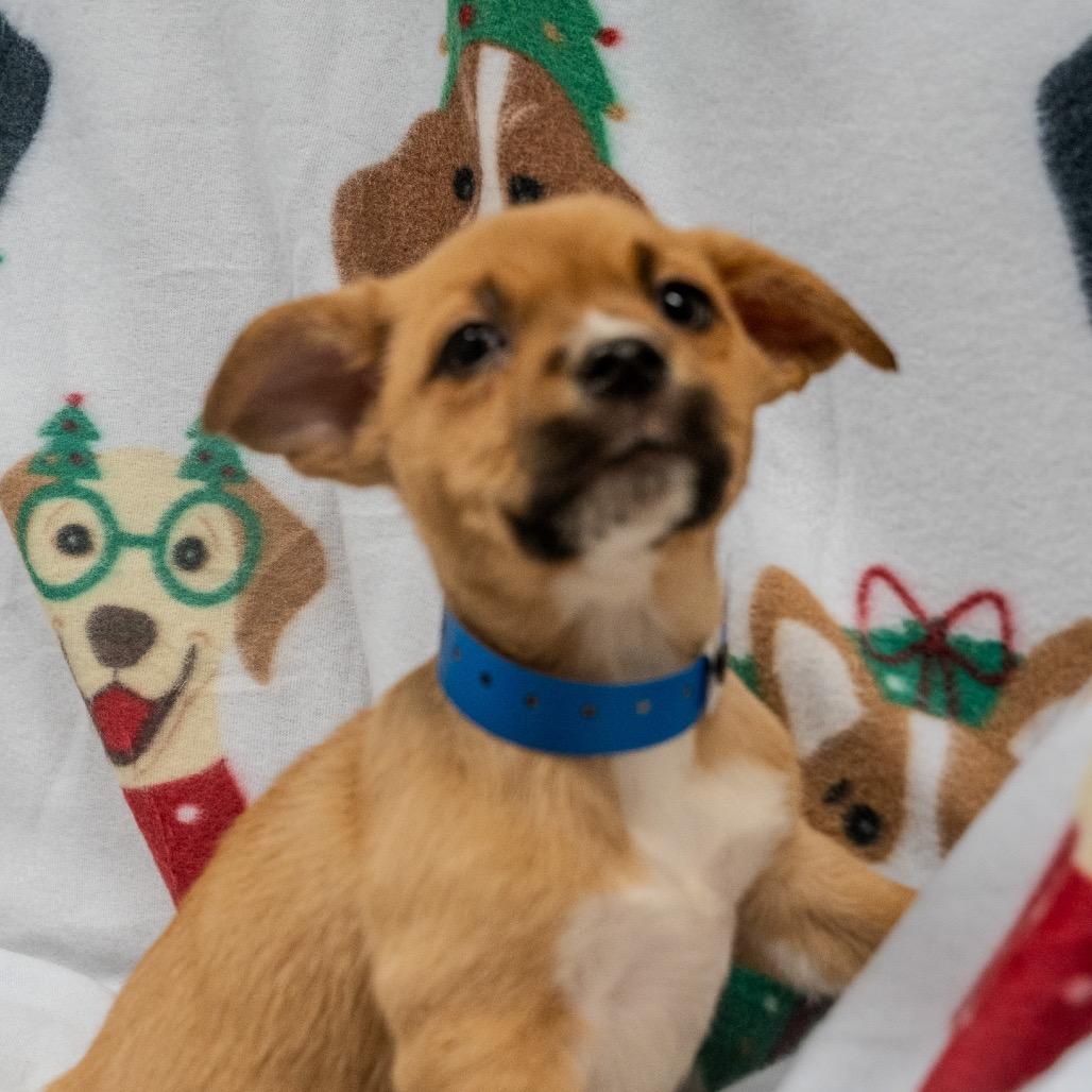 Enlarge Pete, a Adoptable mixed breed in Pawling, NY image 4/6