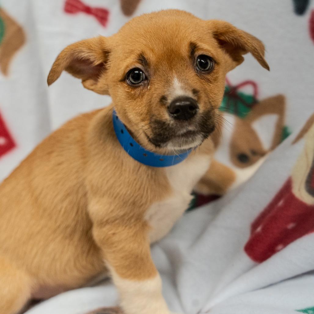 Enlarge Pete, a Adoptable mixed breed in Pawling, NY image 5/6