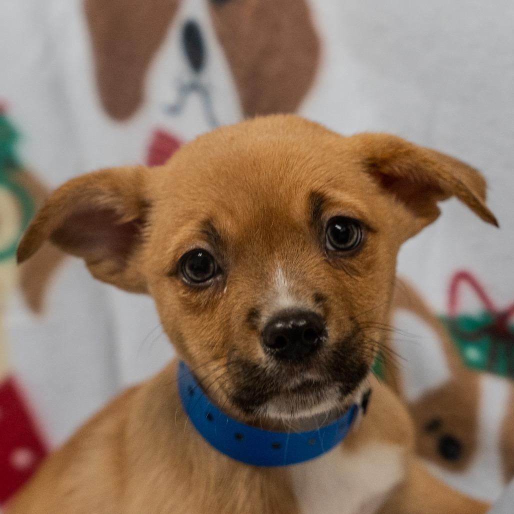 Enlarge Pete, a Adoptable mixed breed in Pawling, NY image 6/6