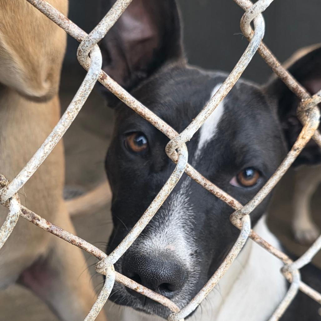JoAnn, Adoptable, Young Female Terrier.