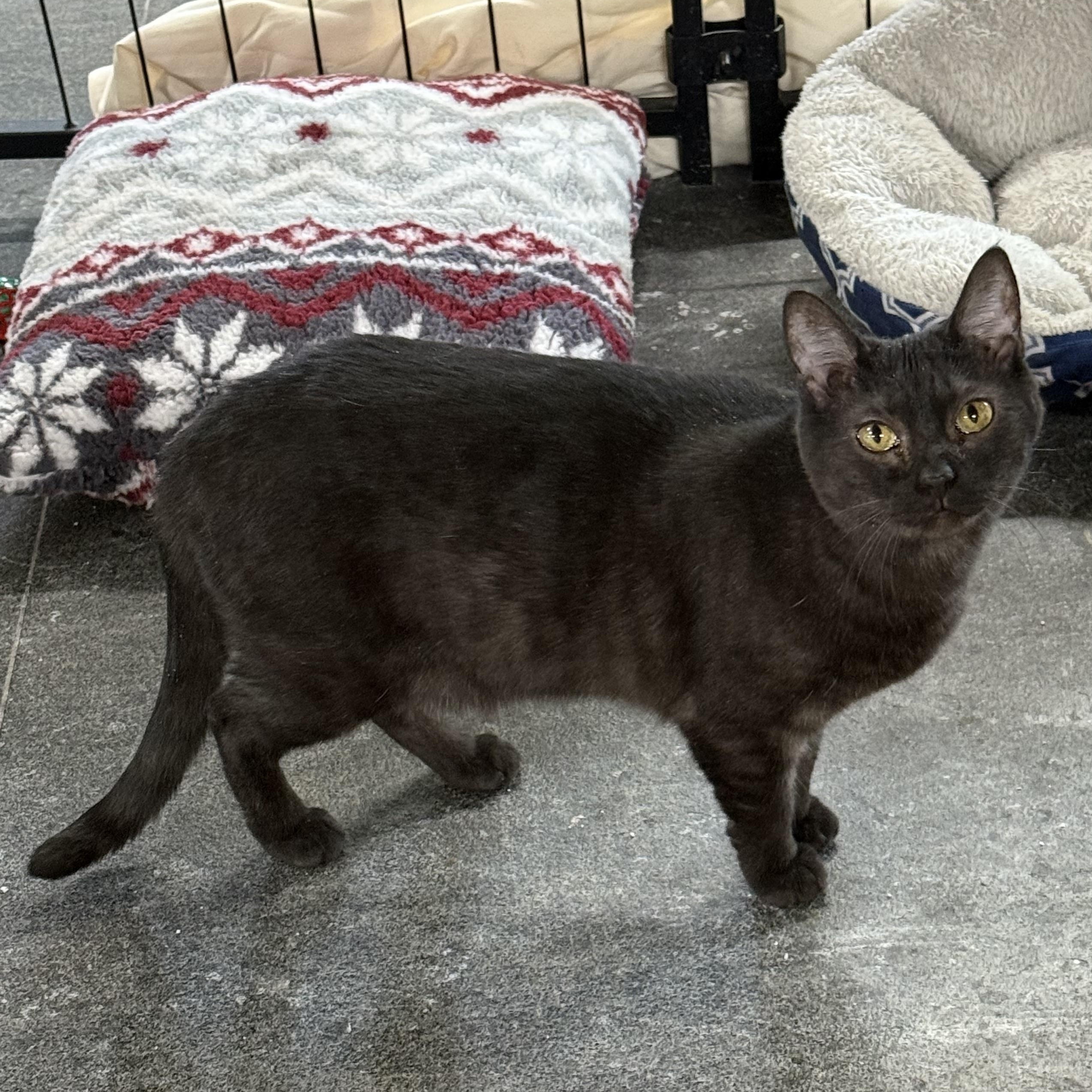 Enlarge Celestia, a Adoptable Bengal in Franklin, PA image 1/1