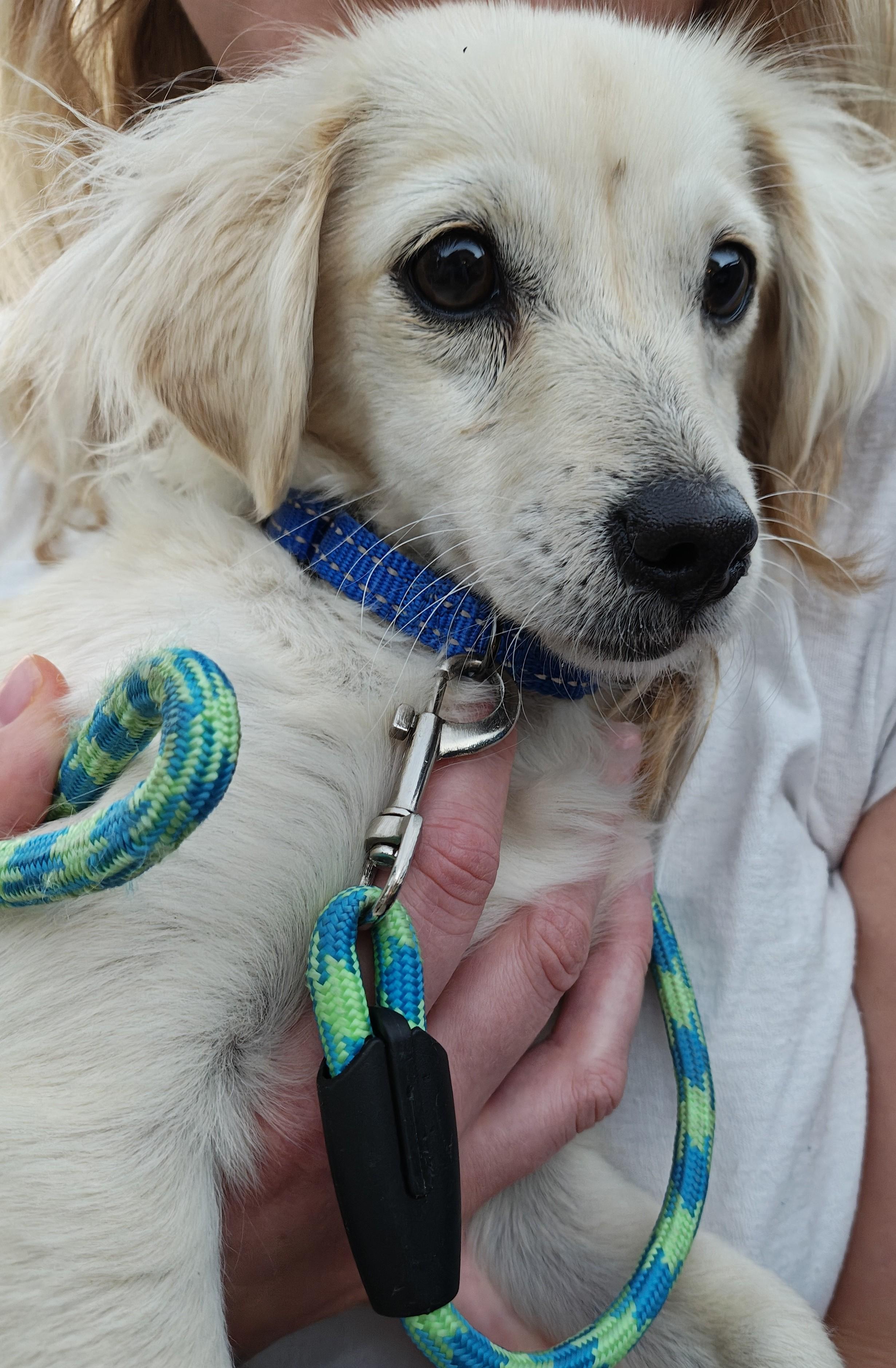 Angel, Adopted, Young Female Chiweenie.