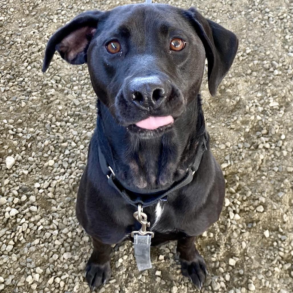 Anabelle Minnie, Adoptable, Adult Female Hound.