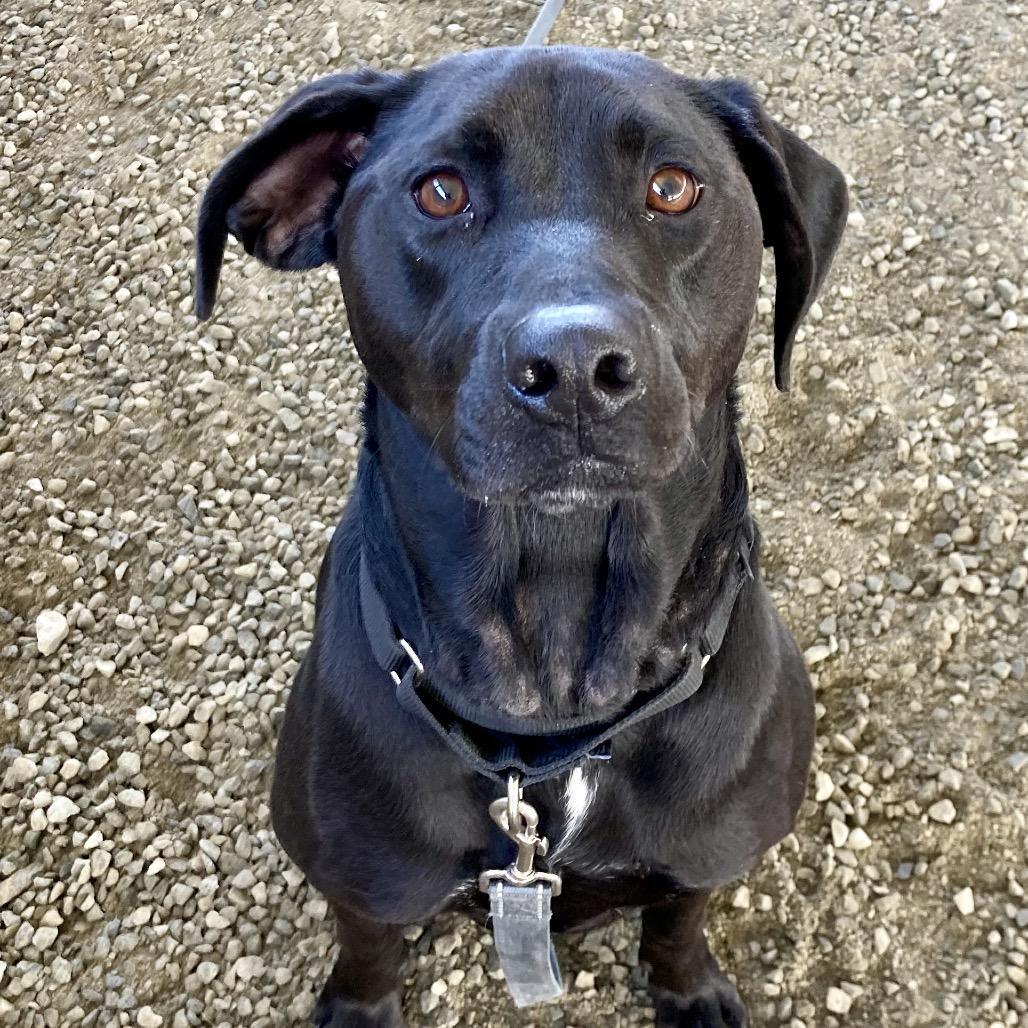 Enlarge Anabelle Minnie, a Adoptable Hound in Ballston Spa, NY image 2/2