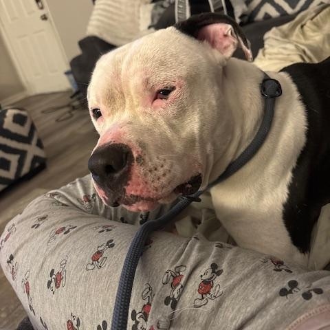 Enlarge Chopo, a Adoptable American Bully in Maitland, FL image 1/3