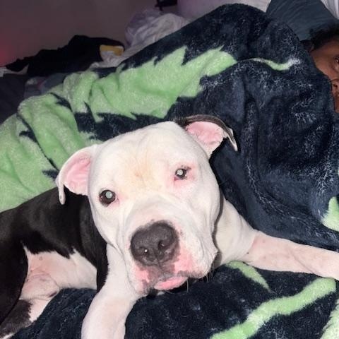 Enlarge Chopo, a Adoptable American Bully in Maitland, FL image 3/3