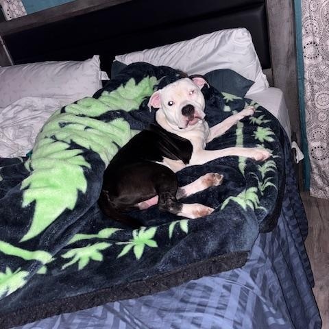 Enlarge Chopo, a Adoptable American Bully in Maitland, FL image 2/3