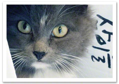 Enlarge Mia, a Adopted Domestic Long Hair in Newtown, CT image 1/9