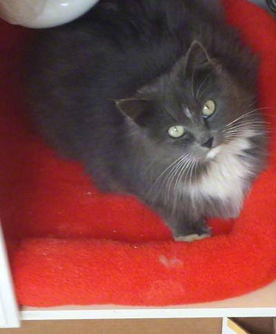 Enlarge Mia, a Adopted Domestic Long Hair in Newtown, CT image 2/9
