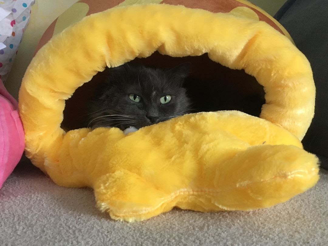 Enlarge Mia, a Adopted Domestic Long Hair in Newtown, CT image 3/9