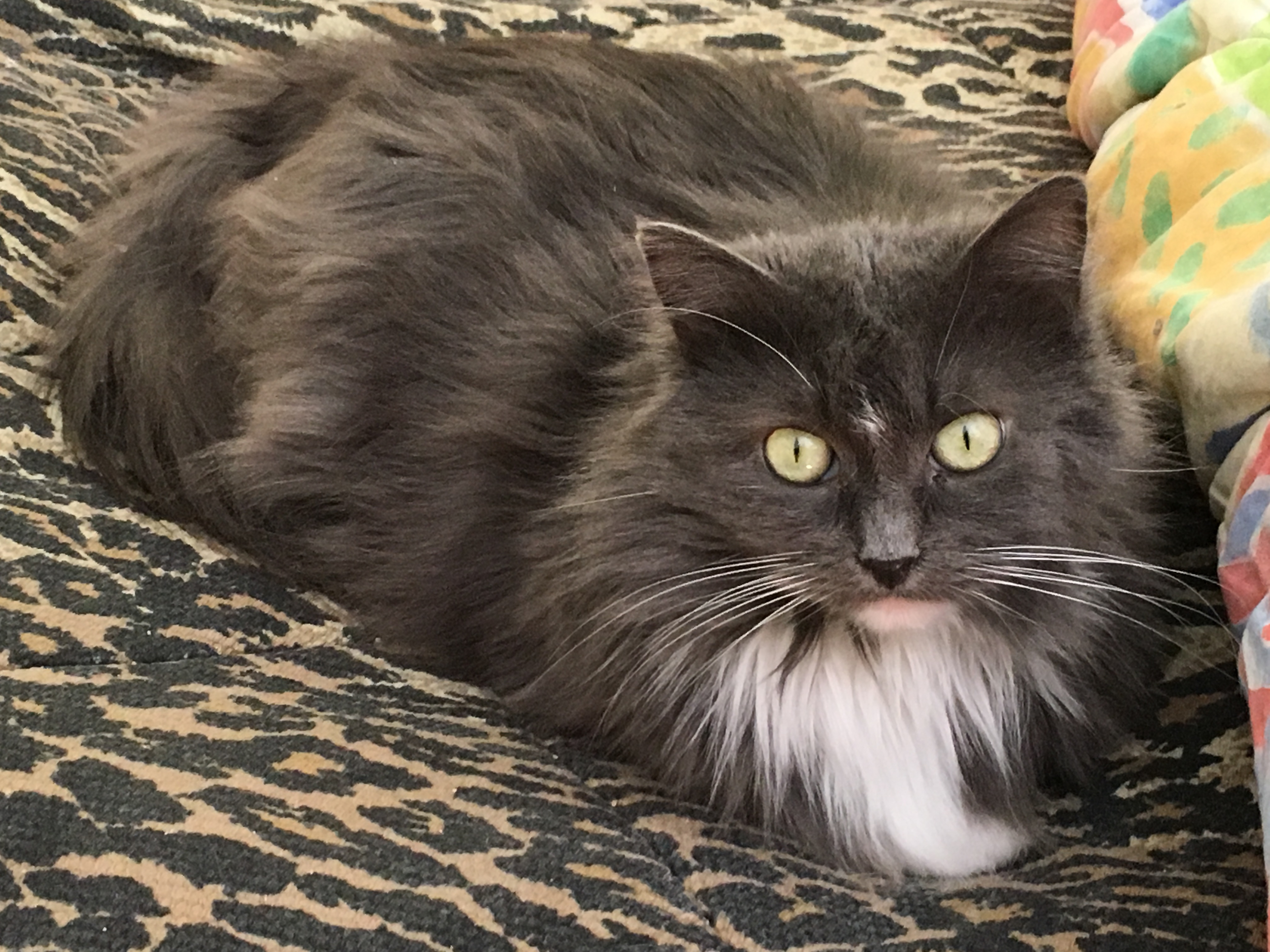Enlarge Mia, a Adopted Domestic Long Hair in Newtown, CT image 4/9