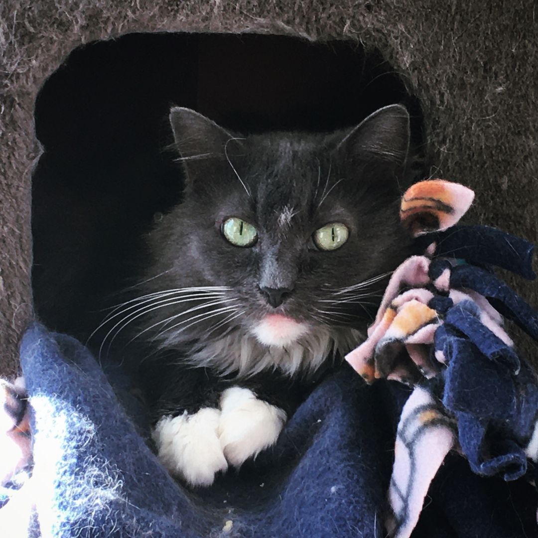 Enlarge Mia, a Adopted Domestic Long Hair in Newtown, CT image 5/9