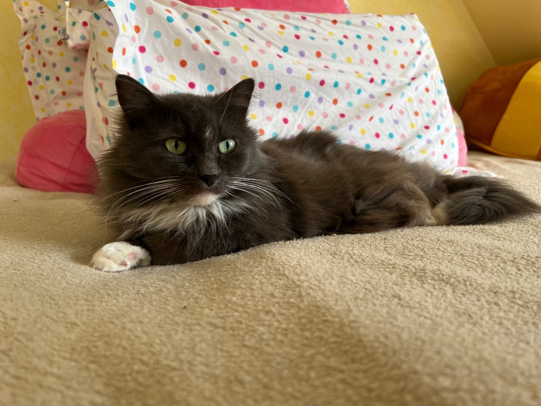 Enlarge Mia, a Adopted Domestic Long Hair in Newtown, CT image 6/9
