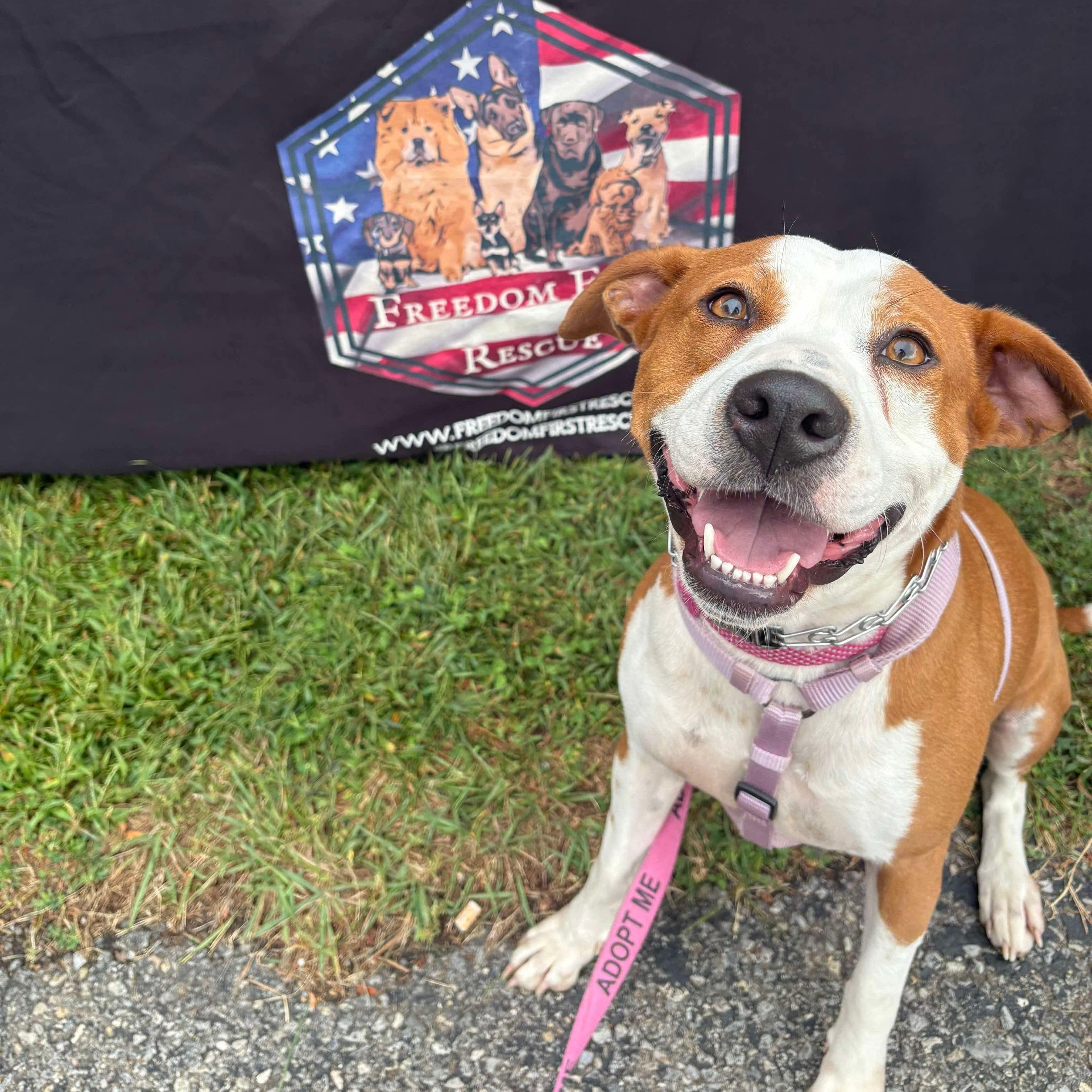 Ruby, Adoptable, Adult Female Pit Bull Terrier & Mixed Breed.
