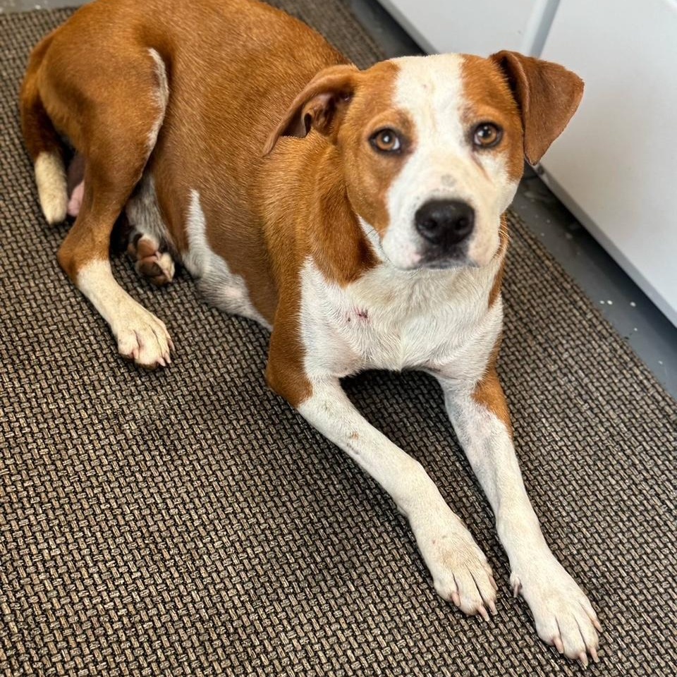 Enlarge Ruby, a Adoptable mixed breed in Bethlehem, PA image 6/6