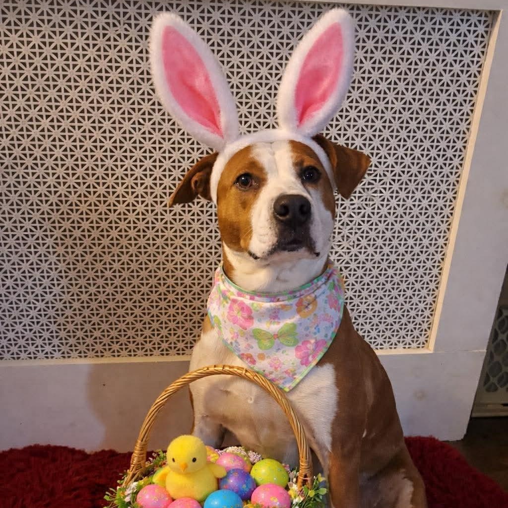 Enlarge Ruby, a Adoptable mixed breed in Bethlehem, PA image 4/6