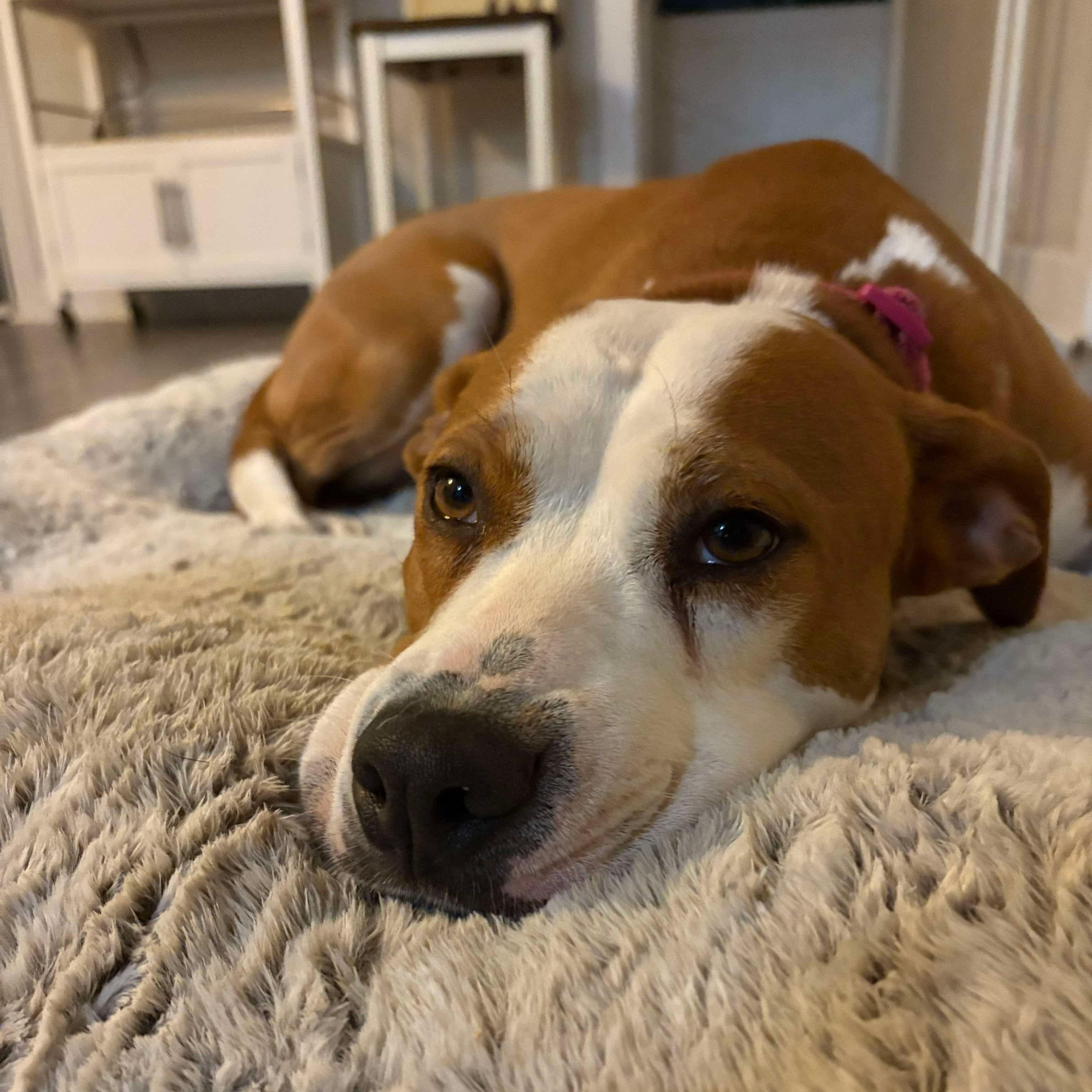 Enlarge Ruby, a Adoptable mixed breed in Bethlehem, PA image 5/6