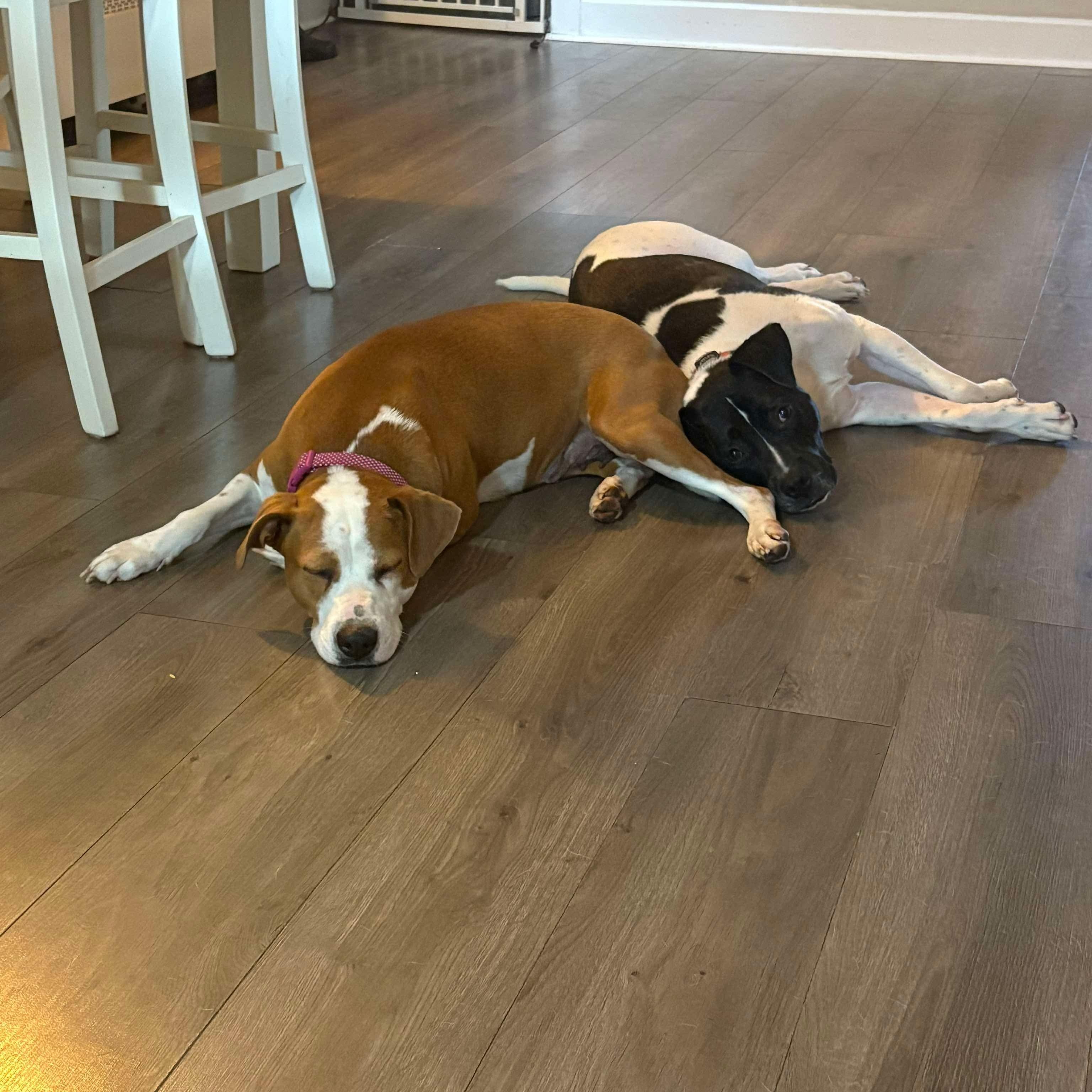 Enlarge Ruby, a Adoptable mixed breed in Bethlehem, PA image 4/6