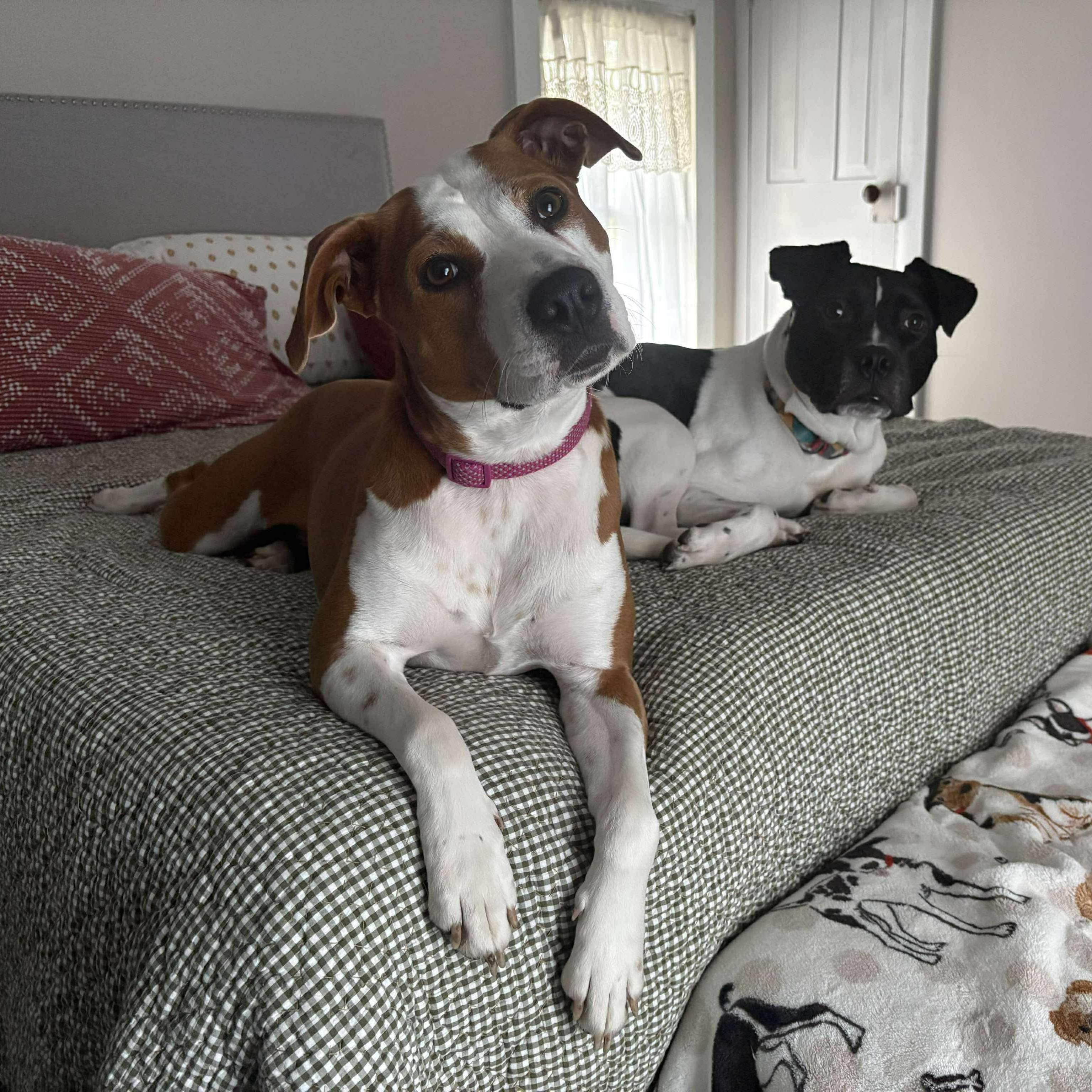 Enlarge Ruby, a Adoptable mixed breed in Bethlehem, PA image 2/6