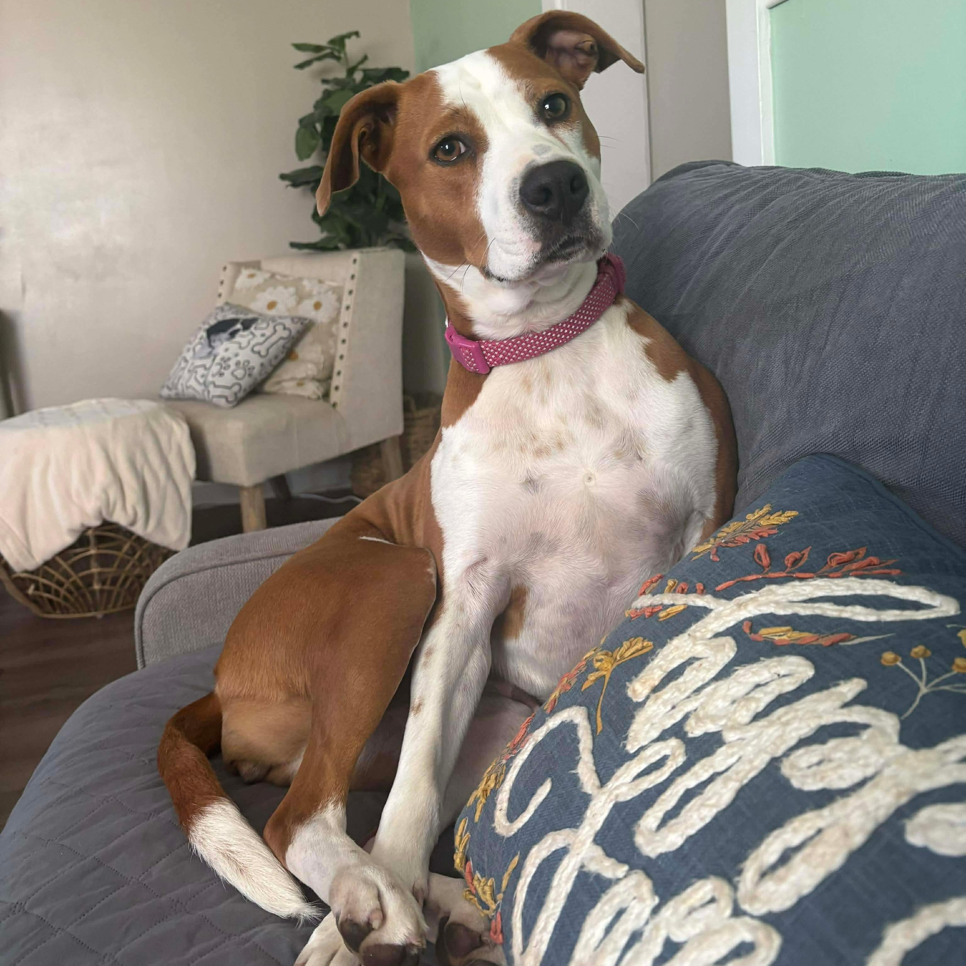 Enlarge Ruby, a Adoptable mixed breed in Bethlehem, PA image 3/6