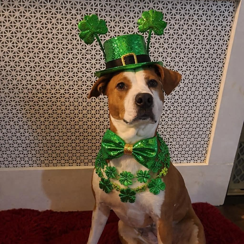 Ruby, Adoptable, Adult Female Pit Bull Terrier & Mixed Breed.