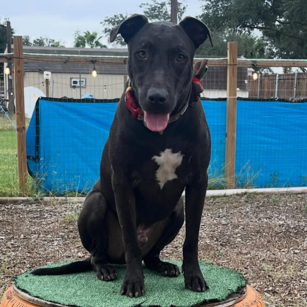Samuel, Adoptable, Adult Male Pit Bull Terrier & Plott Hound.