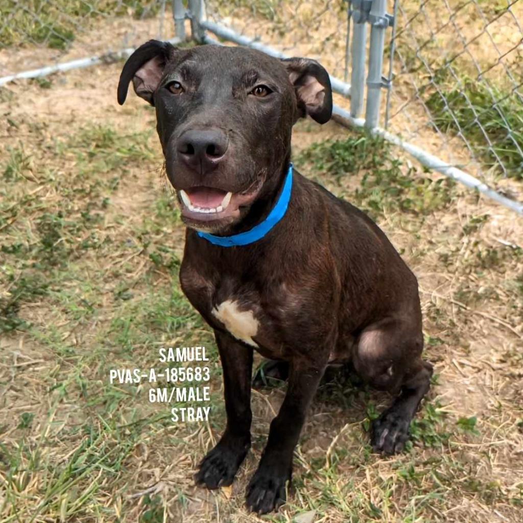 Enlarge Samuel, a Adoptable mixed breed in Edinburg, TX image 2/6
