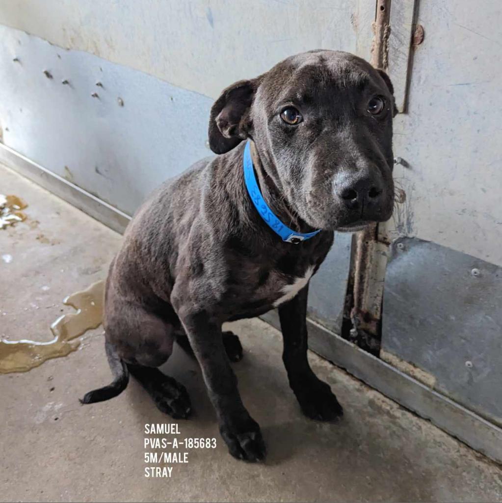 Enlarge Samuel, a Adoptable mixed breed in Edinburg, TX image 3/6