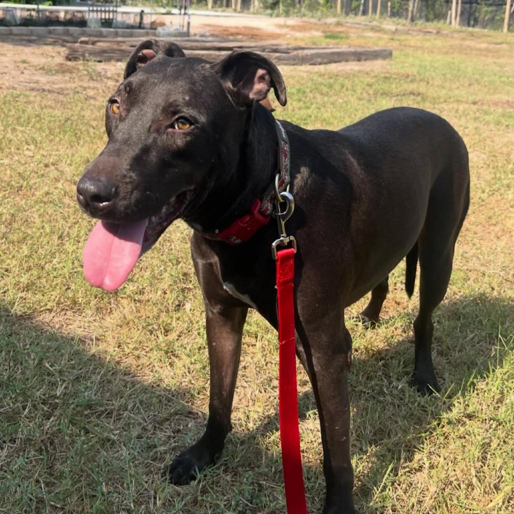 Enlarge Samuel, a Adoptable mixed breed in Edinburg, TX image 4/6