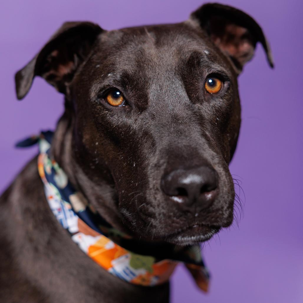Enlarge Samuel, a Adoptable mixed breed in Edinburg, TX image 5/6