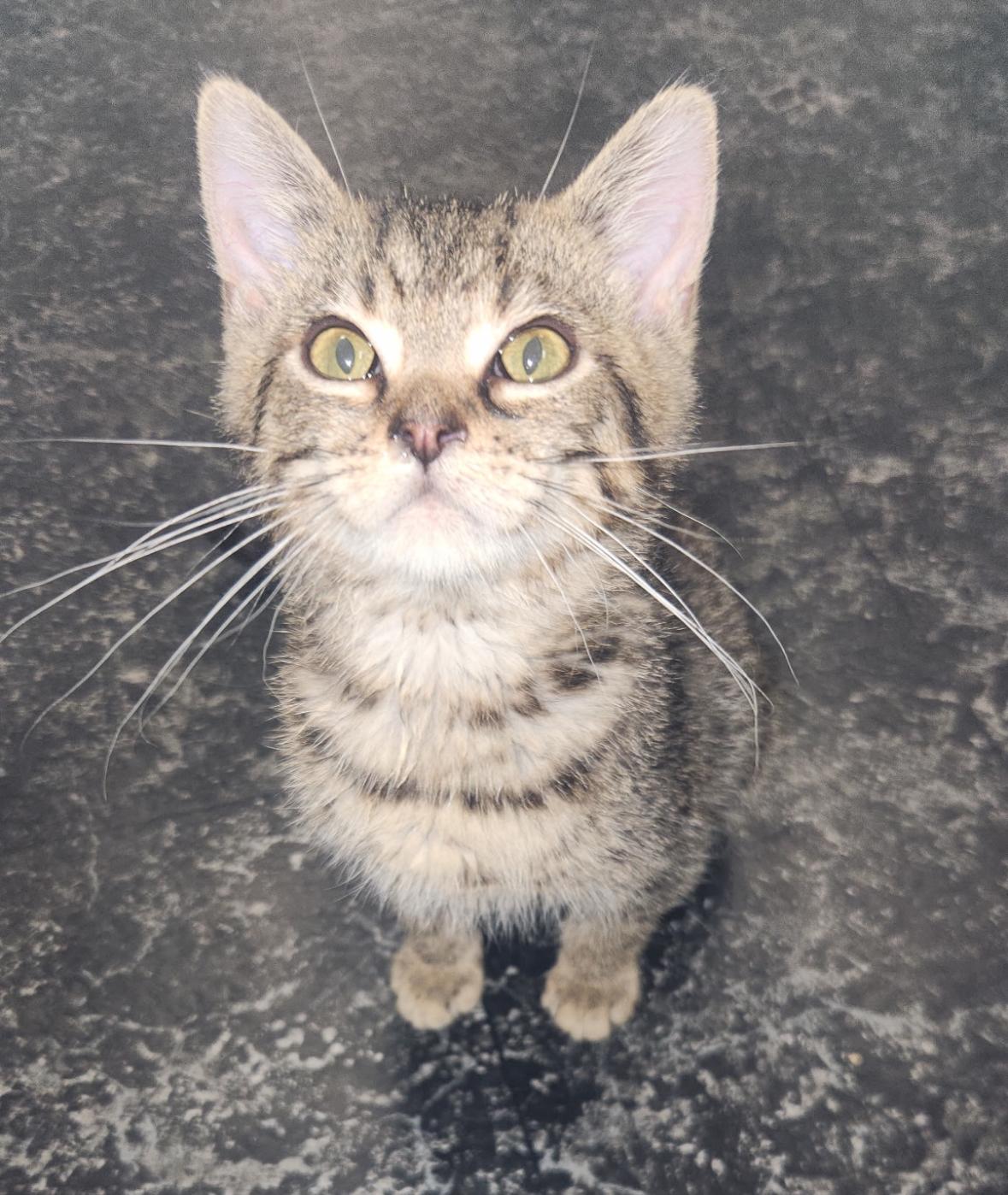 Willie, Young Male American Shorthair